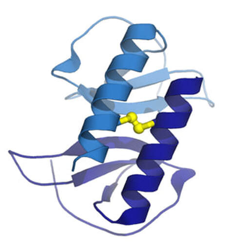 stable dimers of CXCL12